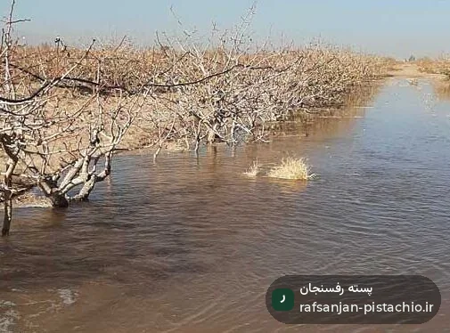 آبیاری غرقابی باغات پسته - توصیه شده در زمستان جهت کاهش شوری خاک
