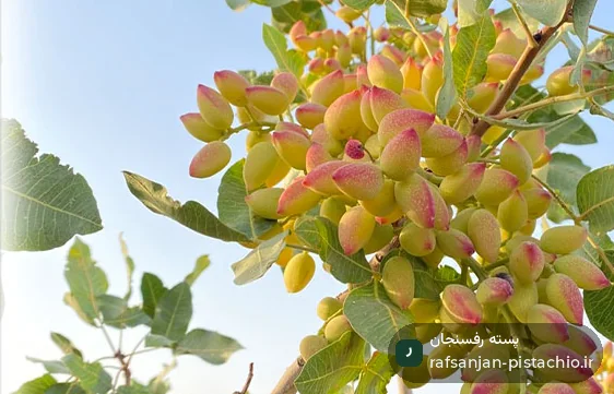 راهنمای عملی باغ: خندانی طبیعی و مکانیکی | تجربه میدانی و خطاهای رایج