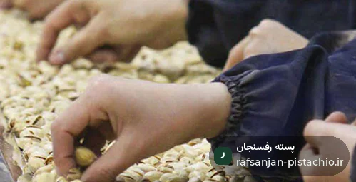 راهنمای عملی باغ: سورت و درجهبندی | روش اجرایی و چکلیست