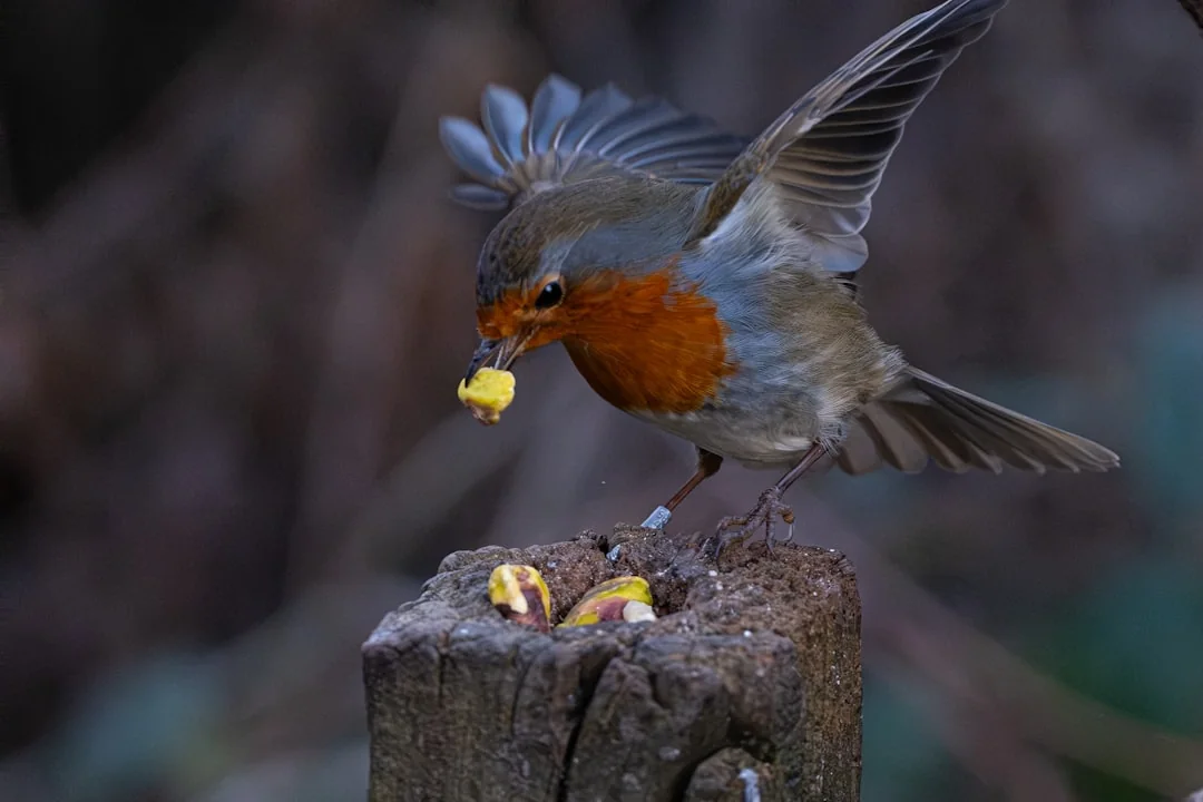 Robin bird feeding chicks on a wooden post