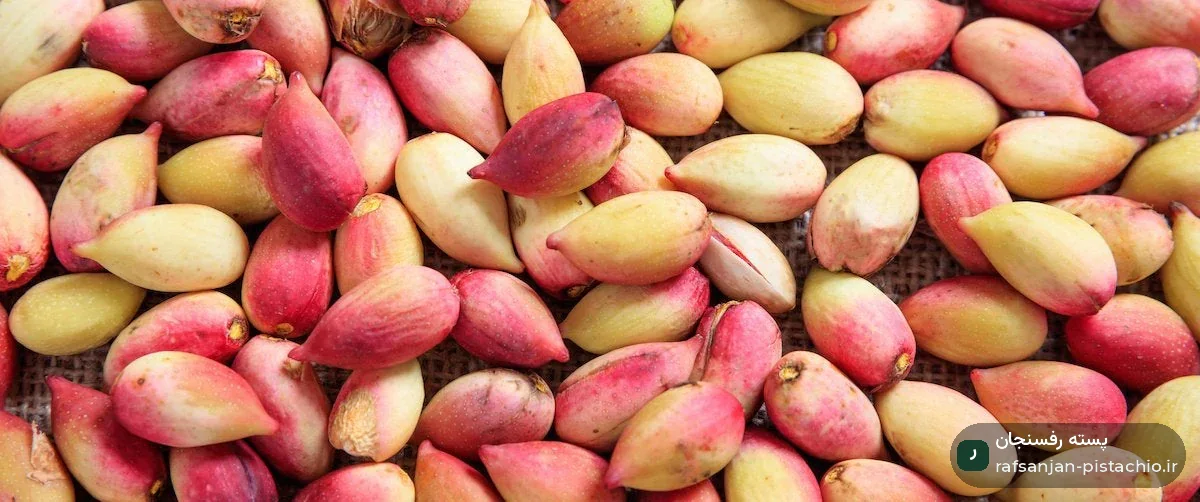 پسته تازه خام با پوست
