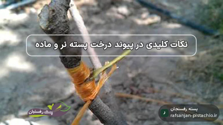 پیوند درخت پسته نر به ماده