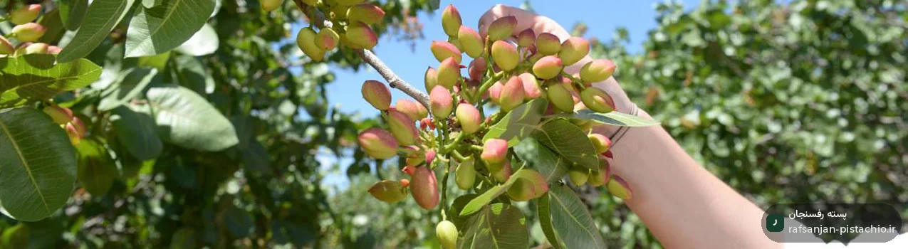نکات طلایی در باردهی درختان پسته